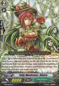 Tulip Musketeer, Almira [G Format]