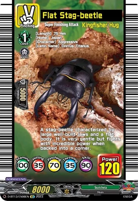 Flat Stag-beetle [D-Format]