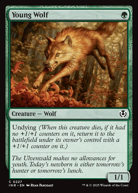 Young Wolf